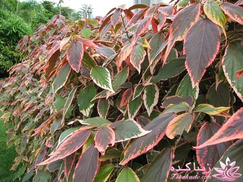 گیاهان آپارتمانی 